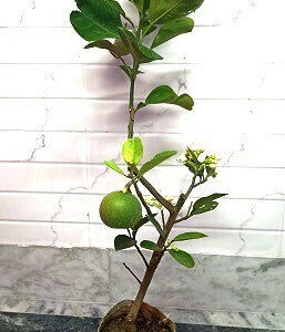 Seeds Seasonal Lemon