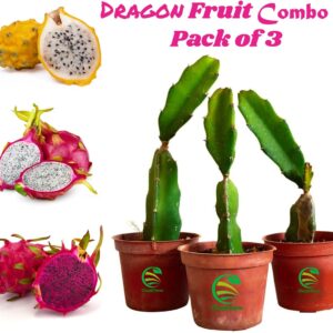 Seeds Healthy Dragon Live Plant