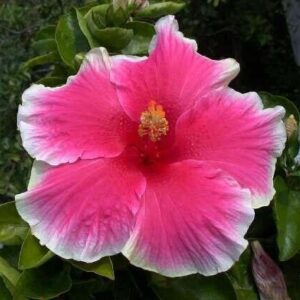 Seeds Hibiscus Red & White Plant