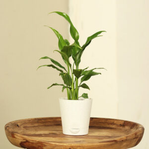 Seeds Lily Flower Plant