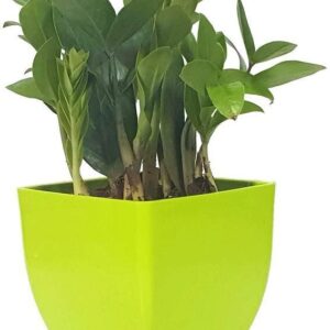 Seeds Natural Plant Decorative Air Purifying Indoor Zz Or Zamiifolia Plant (Zamioculcas Zamiifolia Plant)