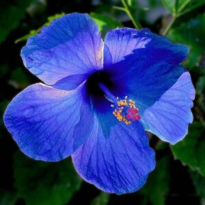 Seeds Blue Hibiscus