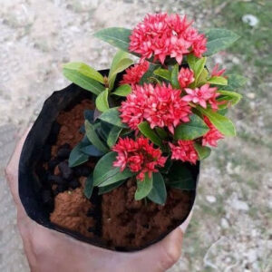 Seeds Hybrid Madhumalati/Rangoon Creeper with Little Pot