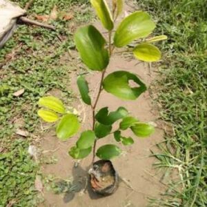 Seeds Red Thai Grafted Ber Apple Plant