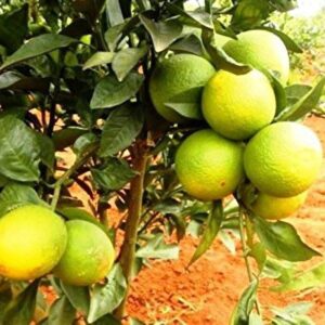 Seeds Lemon Plant