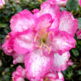 1740131898382-128-2