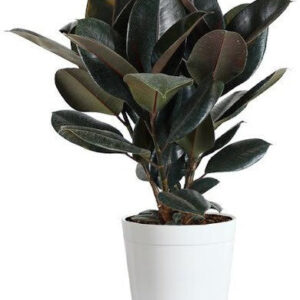 Seeds Live Rubber Plant