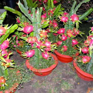 Seeds Dragon Fruit Plant (Hybrid Pack of 1)