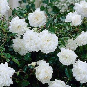Seeds White Rose