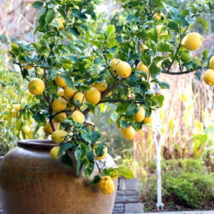 Seeds Lemon Plant