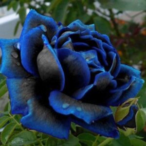 Seeds Desert Bule Rose Plant