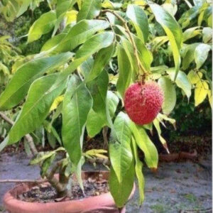 Seeds Hybrid Litchi / Lychee Fruit Live Plant