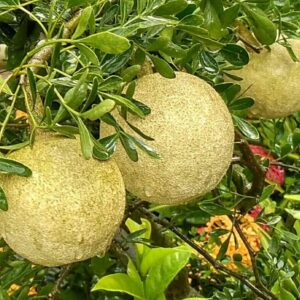 Seeds Thai Wood Apple Live Plant- Popular Among Indian/Bengali Street Food