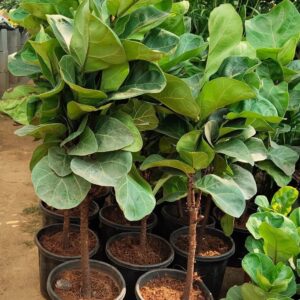 Seeds Greenway Nursery - Plants for Home Indoor Live Fiddle Leaf Fig Tree 6-Feet Green By Nearly Natural Plant Decor Office Desk (Healthy Plant)
