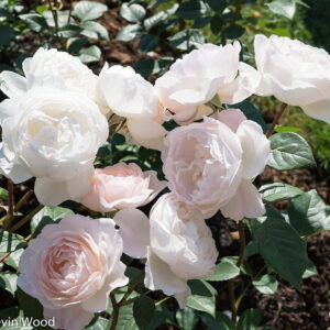 Seeds Rose Plant