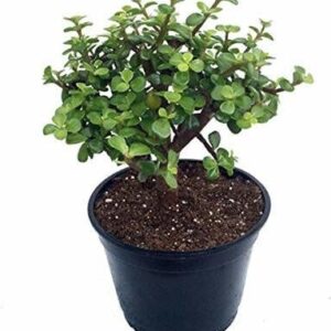 Seeds Jade Plant