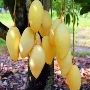 Seeds Thai Aam, Purple Mango Tree, Live Plant