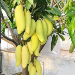 Seeds All Time Grafted Mango Plant