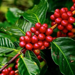 Seeds Hybrid Coffee Plant
