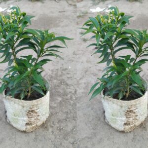 Seeds Jasmine Plant