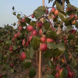 Seeds Apple Plant