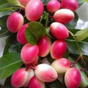 Seeds Indian Cherry Fruit Plant