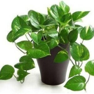 Seeds Good Luck Mony Plants