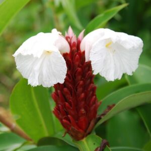 Seeds Live Insulin Plant for Diabetes Treatments