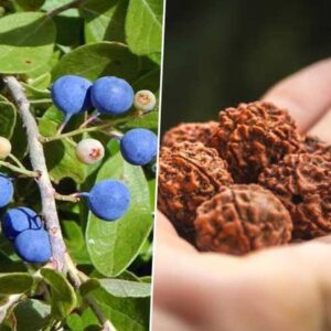 Seeds Rudraksha Plant