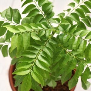 Seeds Curry Leaves Plant