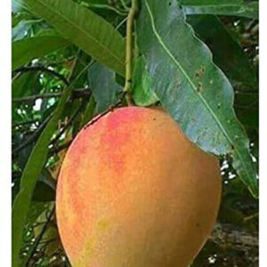 Seeds Gardens Exotic Alphonso Mango Plant (Ratnagiri) Grafted 1 Healthy Live Plant
