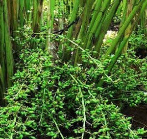 Seeds Elaichi Plant /Cardamom
