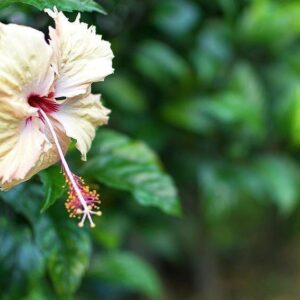 Seeds Hibiscus White Live Flower Plant