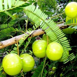 Seeds Phylllanthus Acidus Plants