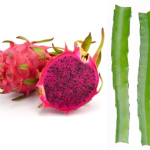 Seeds Dragon Fruit Plant