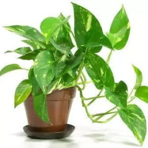 Seeds Money Plant