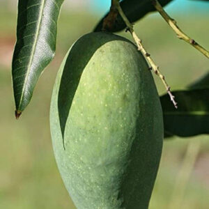 Seeds Mango Honey Sweet Chaunsa Variety Fruit Grafted Live Plant & Tree (1.5-2 Ft Size)