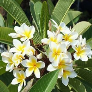 Seeds Champa Plant