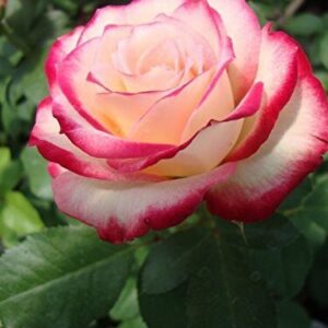 Seeds Rose (Pink White) - Plant Flowering/ Perfect Plant for Outdoor Garden and Sunny Balcony
