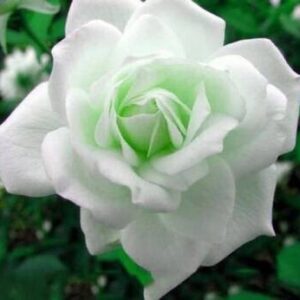 Seeds Rose Plant