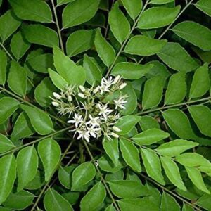 Seeds Curry Leaf Plant (Hybrid, Pack of 1)