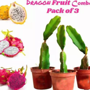 Seeds Pack 3 Dragon
