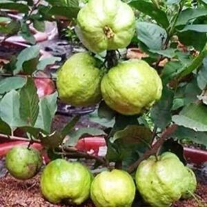 Seeds Live Chinese Guava/Amrud/Amrood Fruit Plant (1 Healthy Fruit Tree Live Plant)