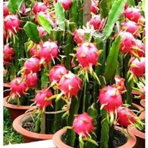Seeds Dragon Tree