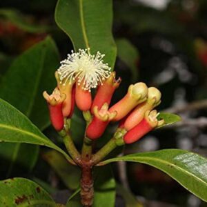 Seeds Grandiflora Clove Plant