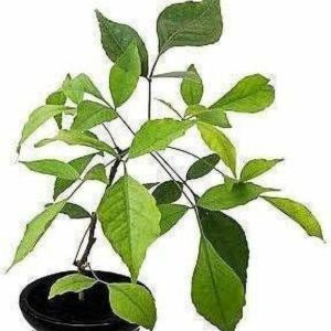 Seeds Bel Pattra Plant Live with Pot