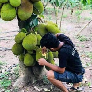 Seeds Jackfruit /Kathal