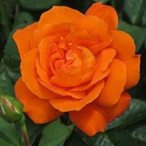 Seeds Orange Rose Plant