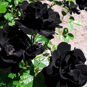 Seeds Rose Flower