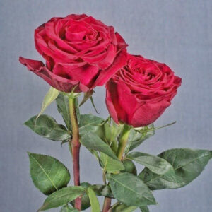 Seeds Rose Flower Live Plant